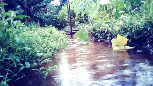 Plants and trees by water