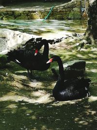 Swan swimming on lake
