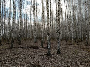 Pine trees in forest