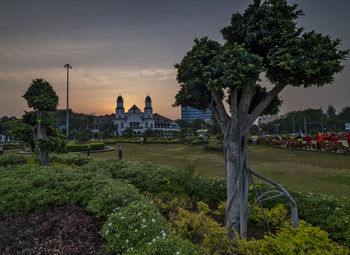 Trees in park at sunset