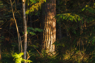 Trees in forest