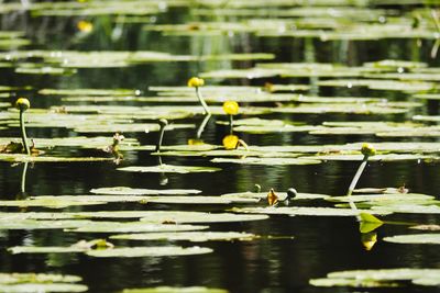 View of leaves floating on water
