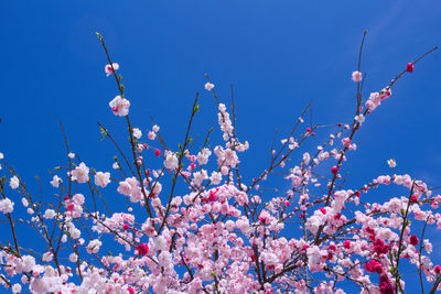 Low angle view of flowers against clear blue sky