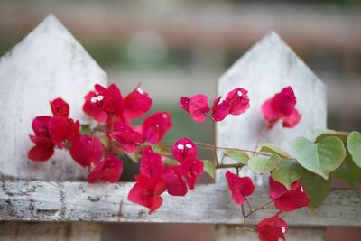 Close-up of red flowering plants