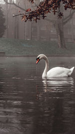 Swan swimming in lake