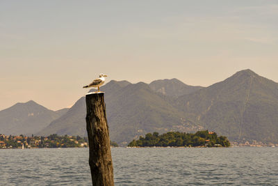 Seagull on a wooden pole on the lake maggiore with isola madre and mountainous coast 