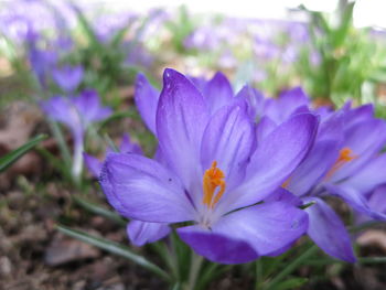 Close-up of purple flowers blooming