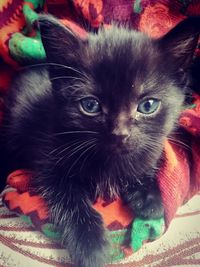 Close-up portrait of black cat