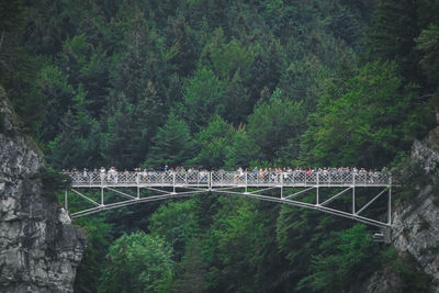 Bridge over river amidst trees in forest