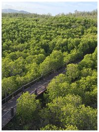 Road amidst trees in forest