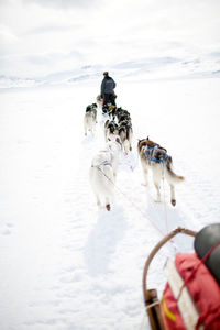 View of dog in snow