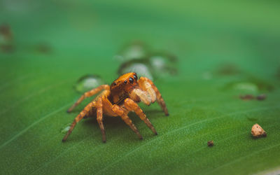 Close-up of spider on leaf