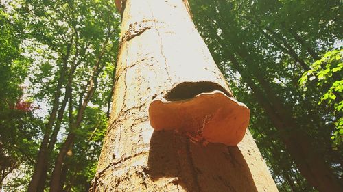 Low angle view of trees