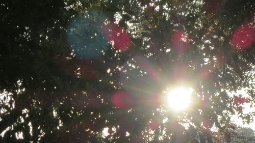 Low angle view of sun shining through trees