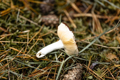 Close-up of mushroom growing on field