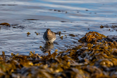 Ducks swimming in lake