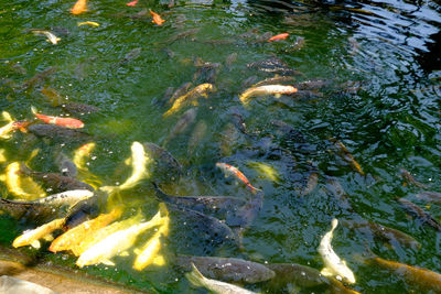 Fish swimming in pond