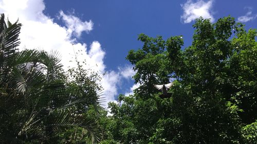 Low angle view of trees