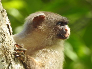 Close-up of monkey on tree