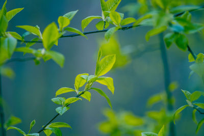 Fresh, green leaves of a bird cherry tree during spring.