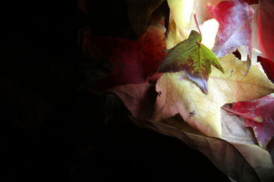 Close-up of maple leaf against black background