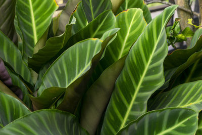 Full frame shot of calathea leaves