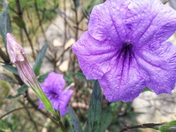 Close-up of purple flower blooming outdoors