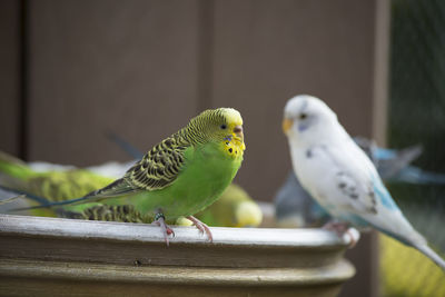 Close-up of parrot perching on wood