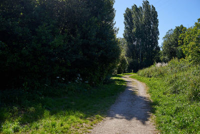 Road amidst trees in forest