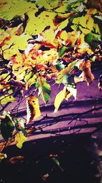 Leaves on tree trunk