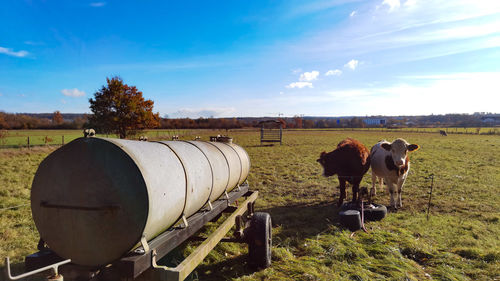 Cows standing on field against sky