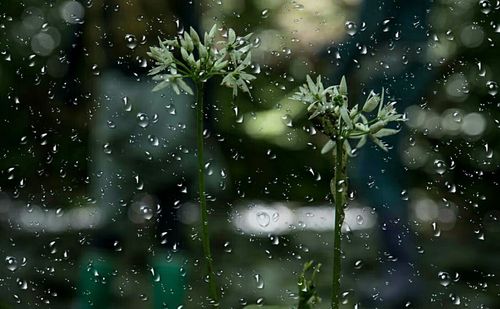 Close-up of wet window during rainy season