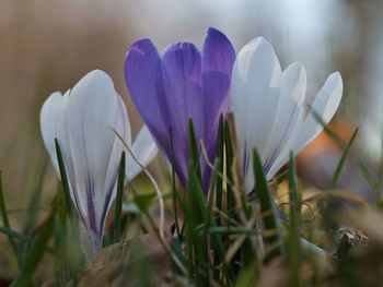 Close-up of white crocus flower