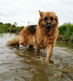 Portrait of dog on river against sky