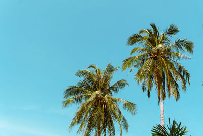 Low angle view of coconut palm tree against clear blue sky