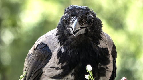 Close-up of a bird