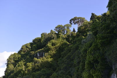 Low angle view of trees against sky