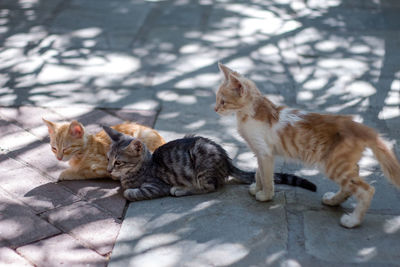 Kitten sitting on floor
