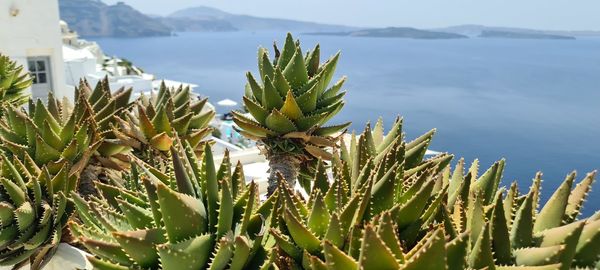 Close-up of succulent plant in sea