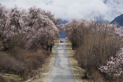 Road amidst flowering trees against sky in city