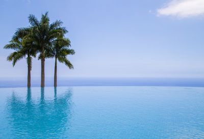Palm trees and infinity pool against sky