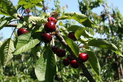 Close-up of cherries on tree