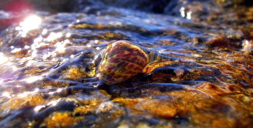 Close-up of turtle in water