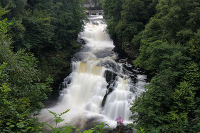 Stream flowing through forest