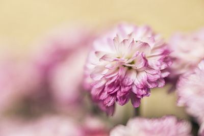 Close-up of pink flower