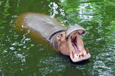 Hippo opening its mouth.