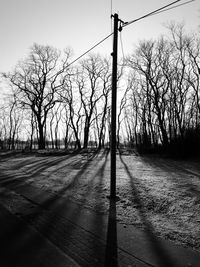 Trees against clear sky