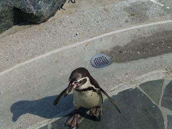 High angle view of bird eating outdoors