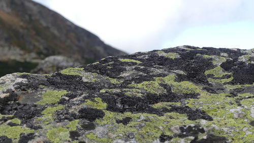 Moss growing on rock against sky