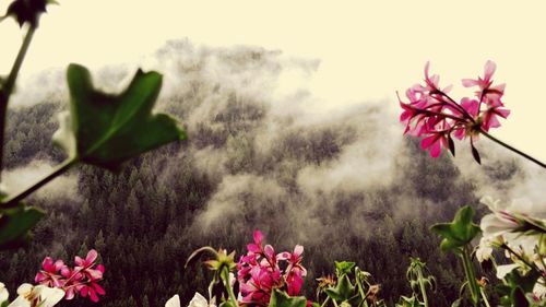 Close-up of pink flowers
